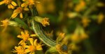Kapturnica nawłociówka (Cucullia asteris)