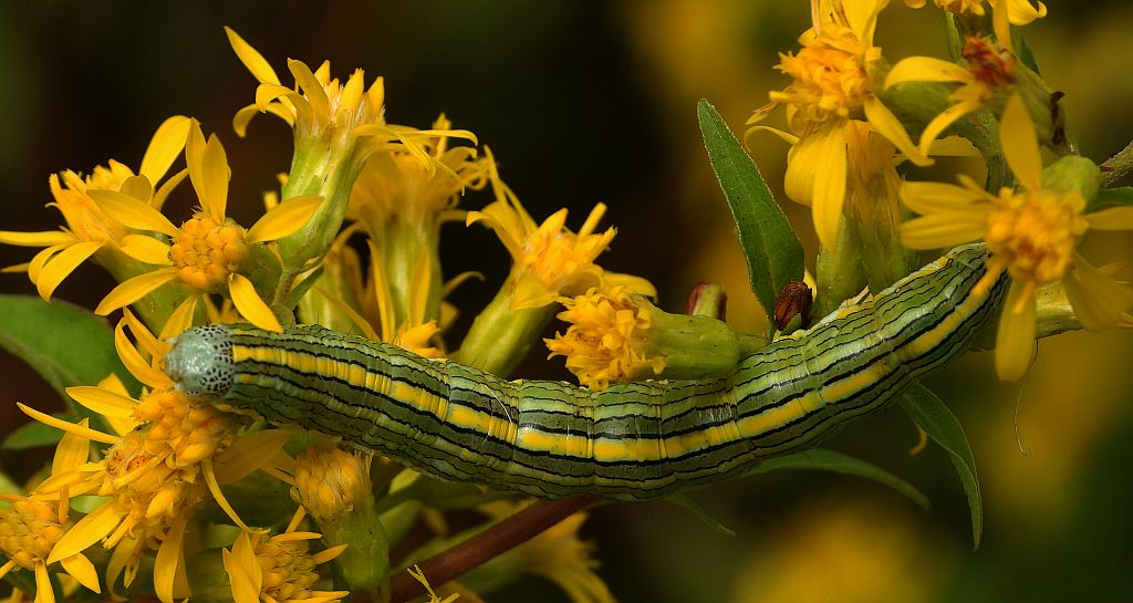 Kapturnica nawłociówka (Cucullia asteris)