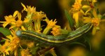 Kapturnica nawłociówka (Cucullia asteris)