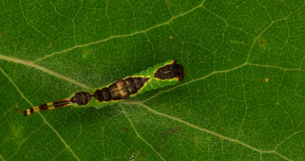 Widłogonka dwojaczka (Furcula bifida)