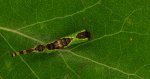 Widłogonka dwojaczka (Furcula bifida)