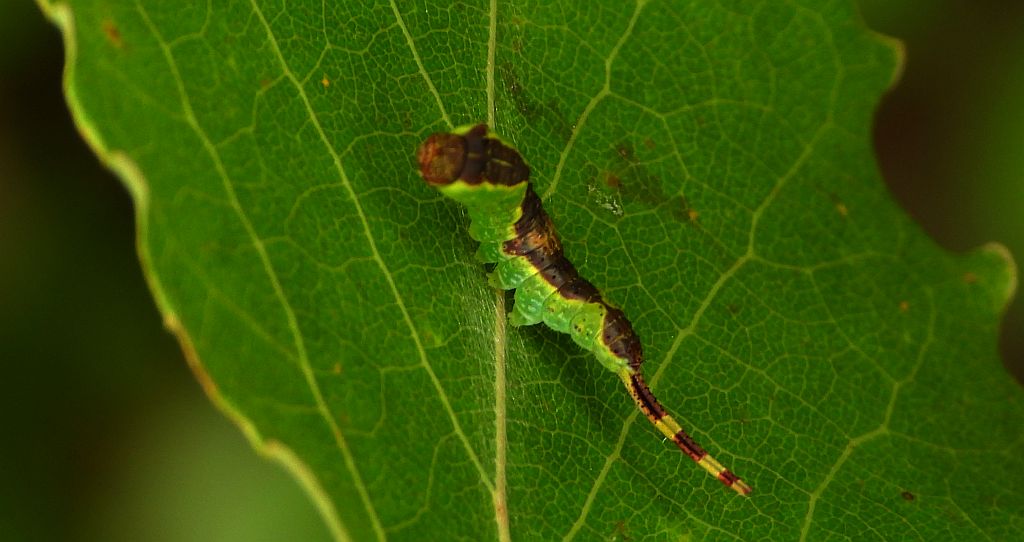 Widłogonka dwojaczka (Furcula bifida)