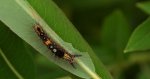 Znamionówka starka (Orgyia antiqua)