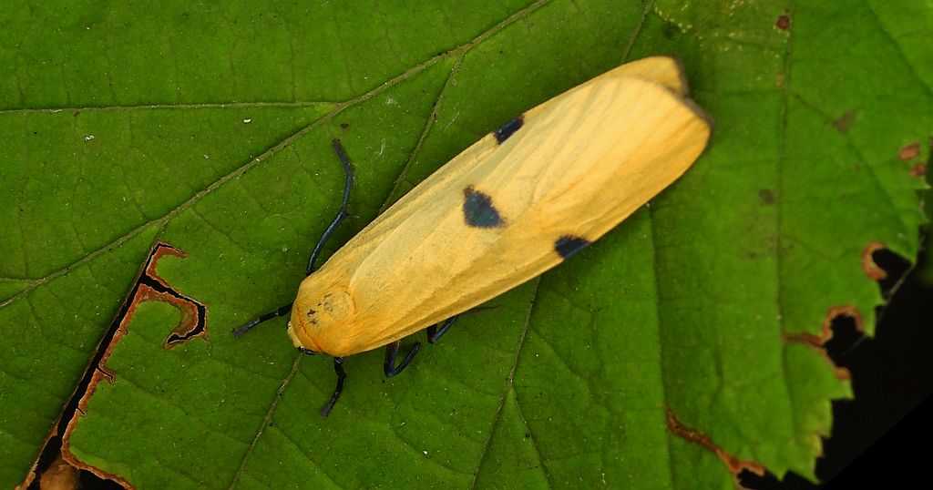Powrózka dwuplamka (Lithosia quadra)