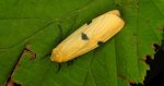 Powrózka dwuplamka (Lithosia quadra)