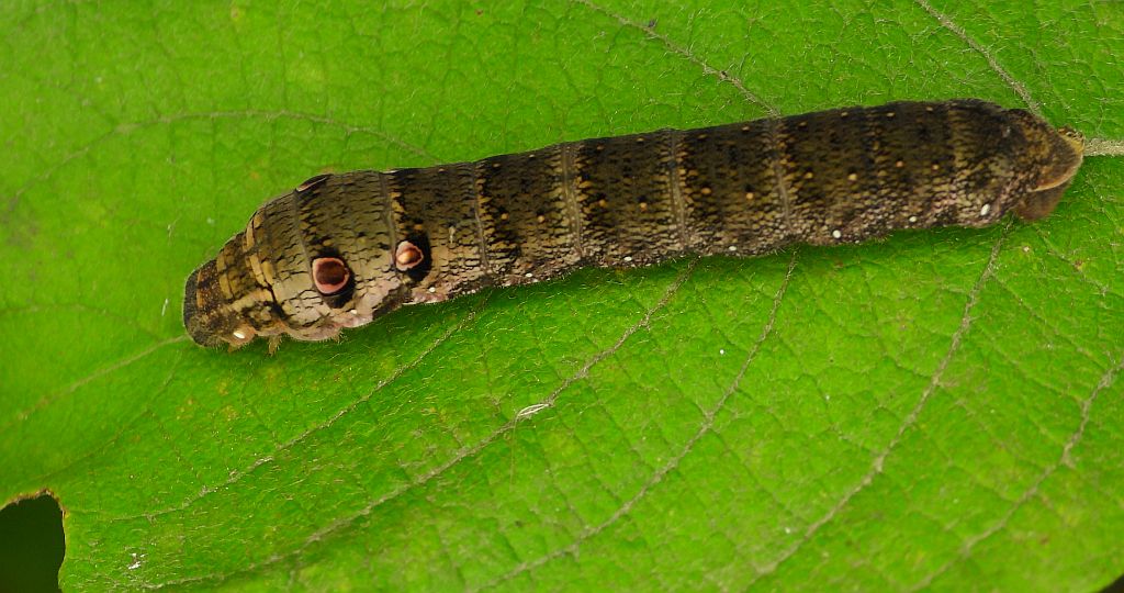 Zmrocznik pazik (Deilephila porcellus)