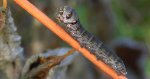 Zmrocznik pazik (Deilephila porcellus)