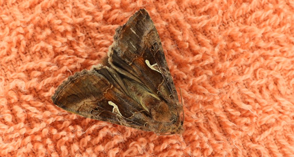 Błyszczka jarzynówka (Autographa gamma)