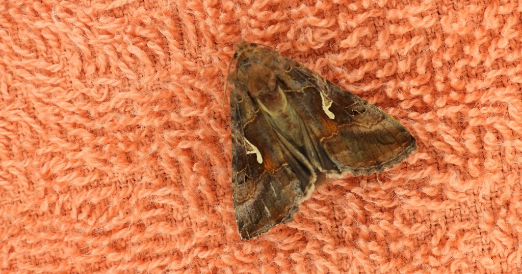 Błyszczka jarzynówka (Autographa gamma)