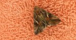 Błyszczka jarzynówka (Autographa gamma)
