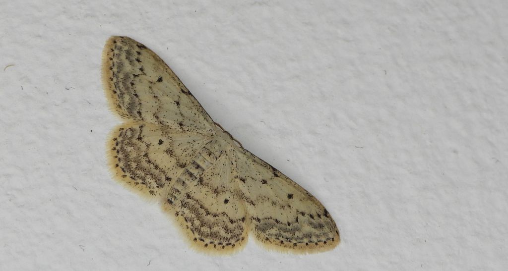 Krocznik rzędzik (Idaea seriata)