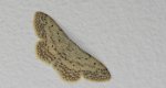 Krocznik rzędzik (Idaea seriata)