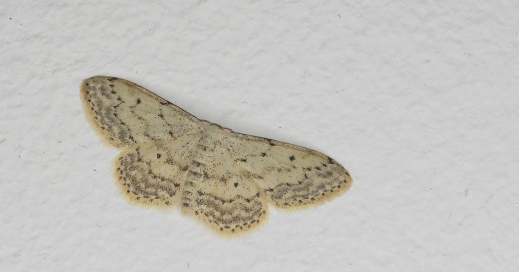 Krocznik rzędzik (Idaea seriata)
