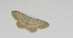 Krocznik rzędzik (Idaea seriata)