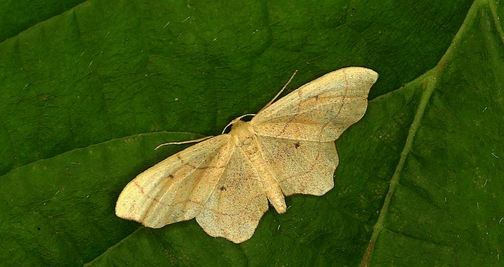 Krocznik wycinek (Idaea aversata)