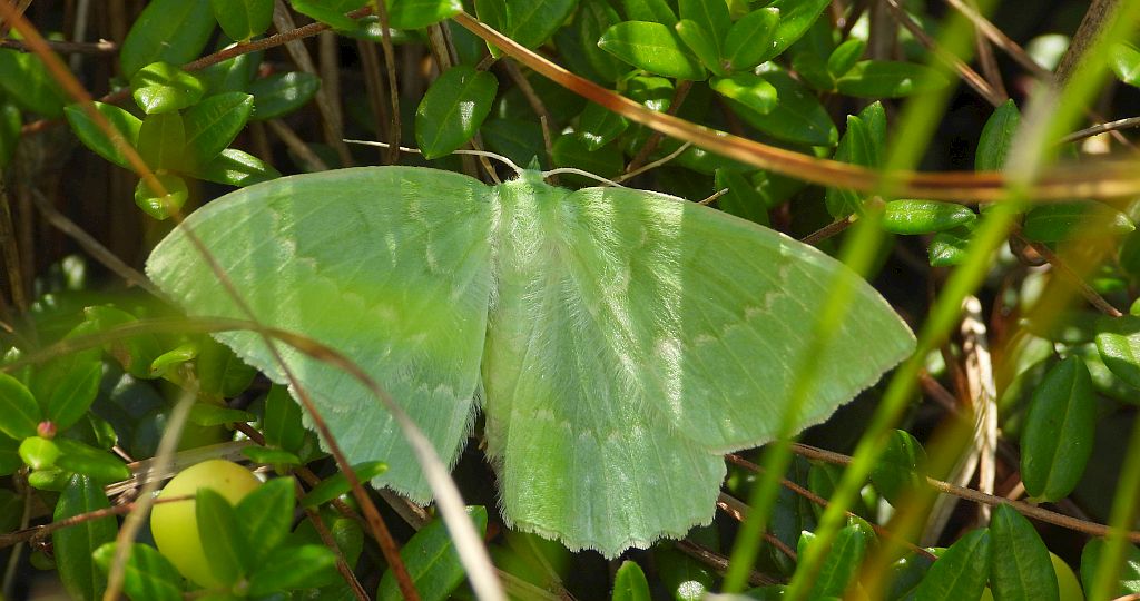 Miernik zieleniak (Geometra papilionaria)