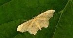 Krocznik wycinek (Idaea aversata)