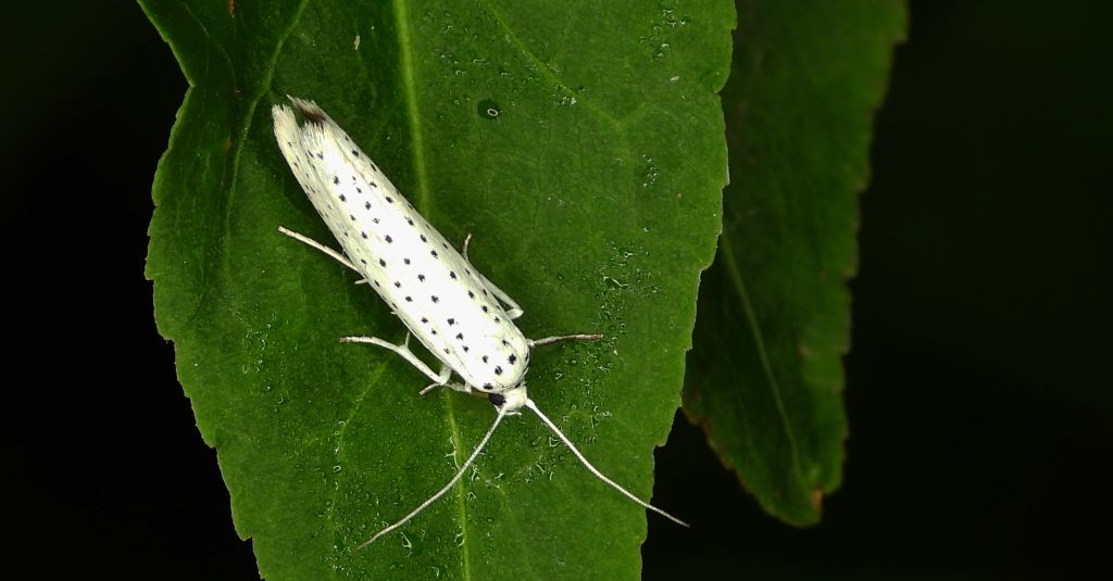 Namiotnik czeremszaczek (Yponomeuta evonymella)