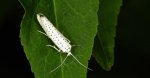 Namiotnik czeremszaczek (Yponomeuta evonymella)