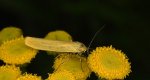 Fałdówka glinawica (Manulea lutarella)