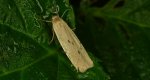 Fałdówka mokrzyca (Pelosia muscerda)