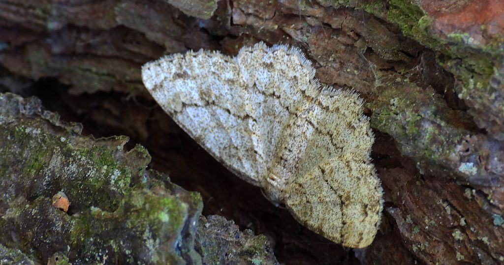 Przylepek księżycowiak (Ascotis selenaria)