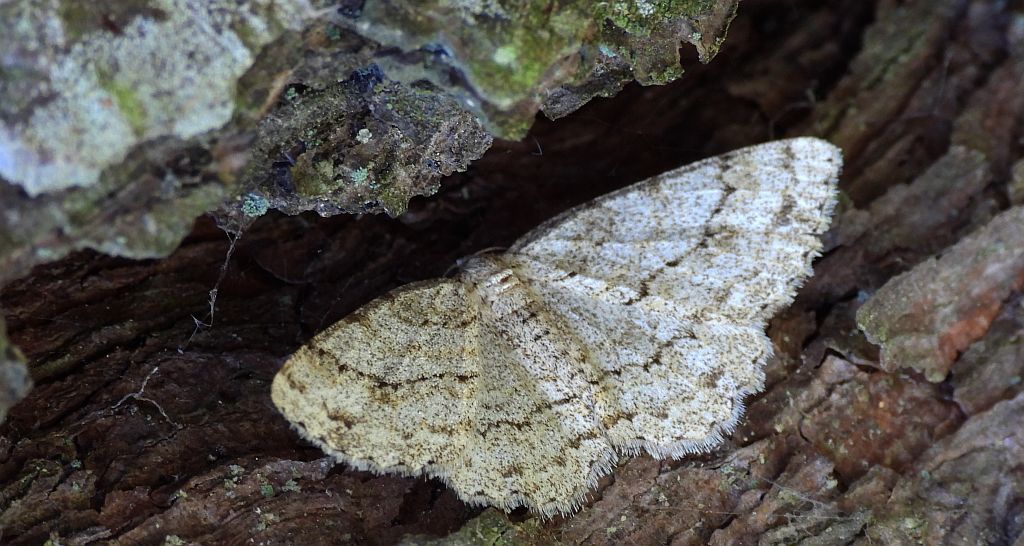 Przylepek księżycowiak (Ascotis selenaria)