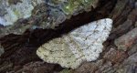 Przylepek księżycowiak (Ascotis selenaria)
