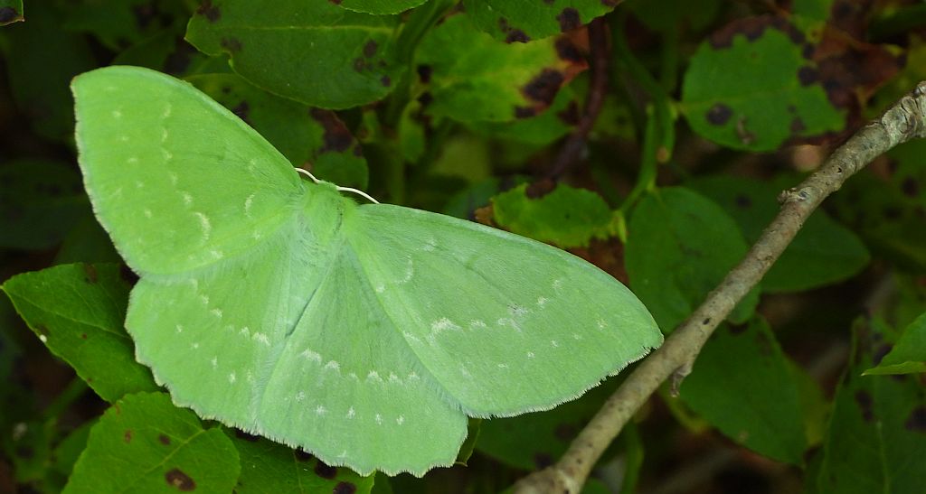 Miernik zieleniak (Geometra papilionaria)