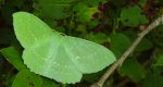 Miernik zieleniak (Geometra papilionaria)