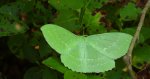 Miernik zieleniak (Geometra papilionaria)