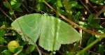Miernik zieleniak (Geometra papilionaria)