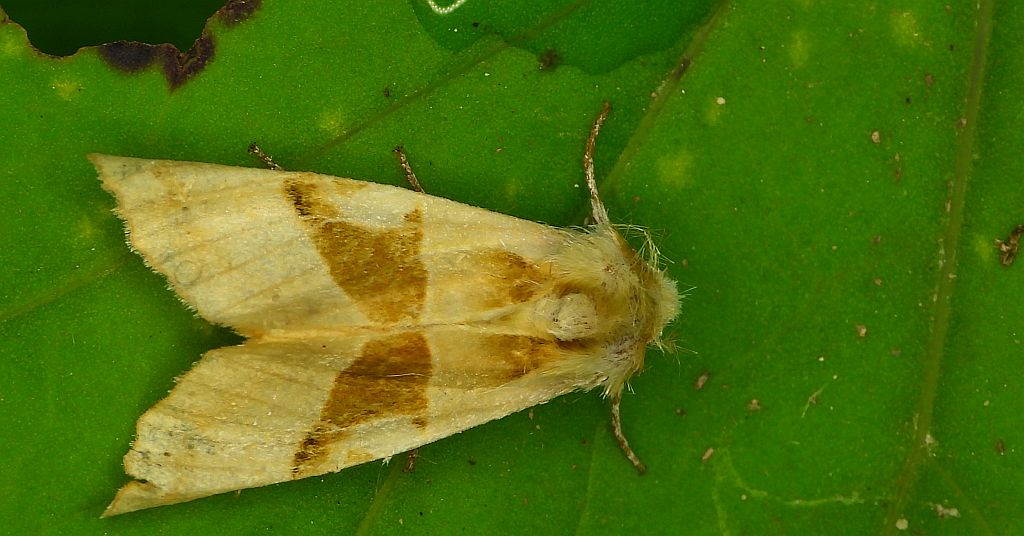 Krokiewka lękliwica (Phlogophora meticulosa)