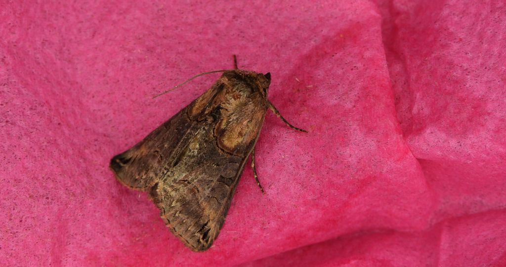 Zgrzeblica trojaczka (Abrostola tripartita)