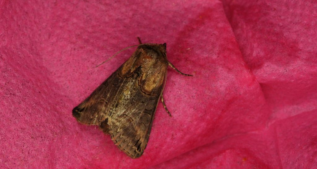 Zgrzeblica trojaczka (Abrostola tripartita)