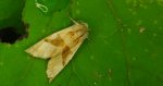 Krokiewka lękliwica (Phlogophora meticulosa)