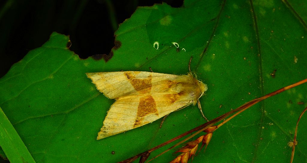 Krokiewka lękliwica (Phlogophora meticulosa)