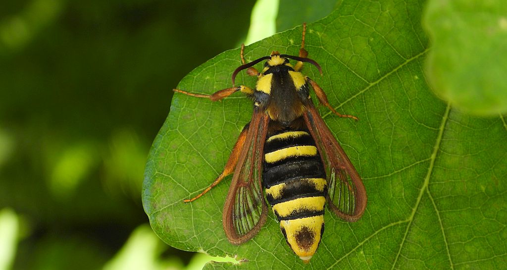 Przeziernik osowiec (Sesia apiformis, Aegeria apiformis)