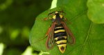 Przeziernik osowiec (Sesia apiformis, Aegeria apiformis)