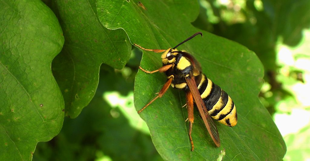 Przeziernik osowiec (Sesia apiformis, Aegeria apiformis)