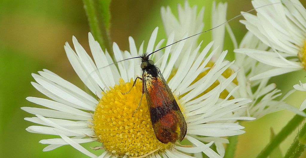 Wąsateczka - Nemophora fasciella