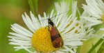 Wąsateczka - Nemophora fasciella