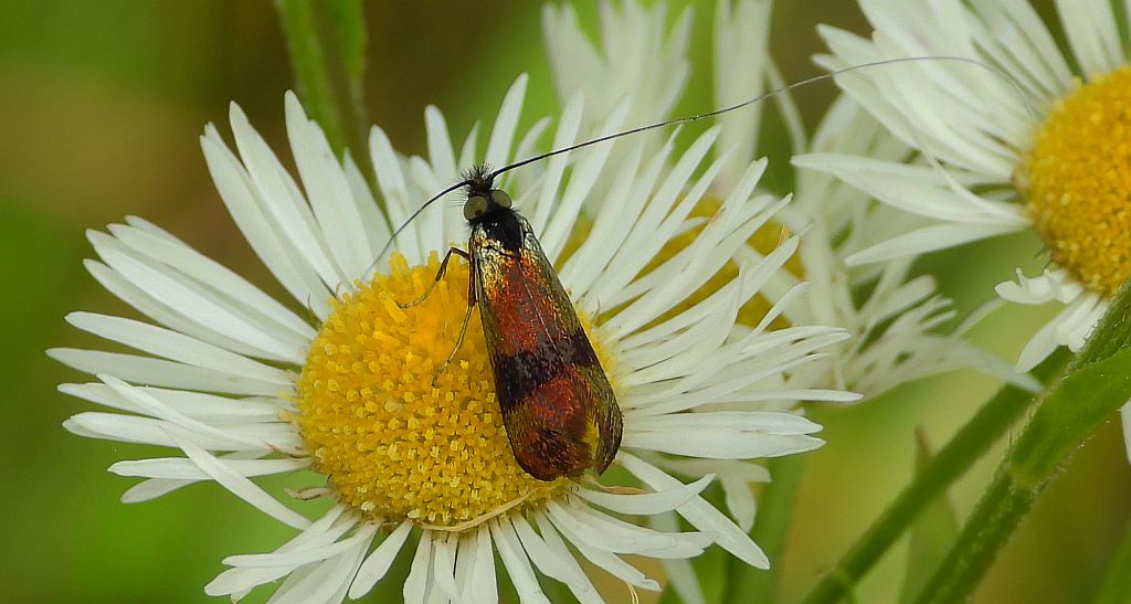 Wąsateczka - Nemophora fasciella