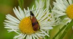 Wąsateczka - Nemophora fasciella