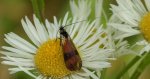Wąsateczka - Nemophora fasciella
