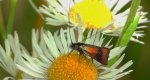 Wąsateczka - Nemophora fasciella