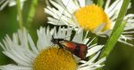 Wąsateczka - Nemophora fasciella