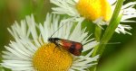 Wąsateczka - Nemophora fasciella