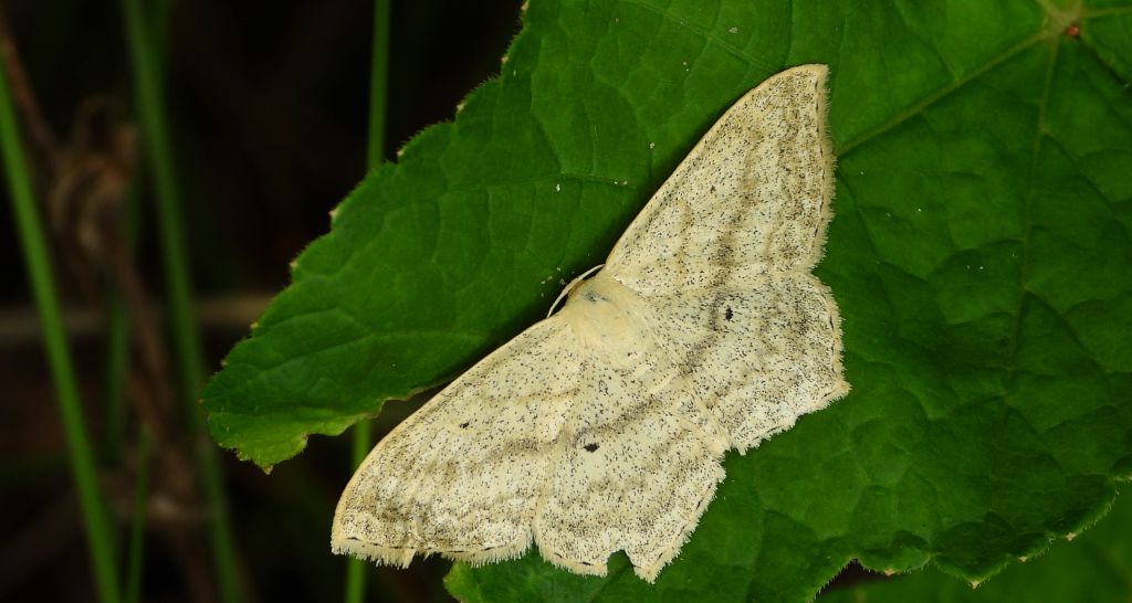 Wątlak czarnokropek (Scopula nigropunctata)