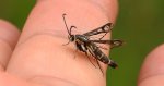 Przeziernik - Pyropteron triannuliformis